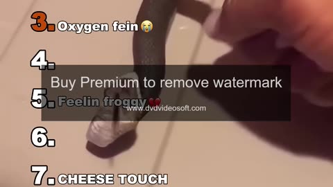 funny animal videos
