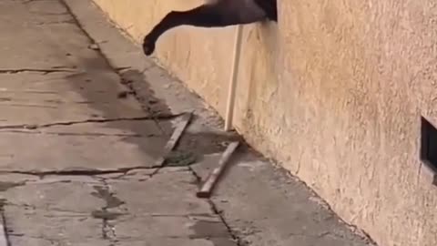 🐶😂 My Dog Knows People Need Me More! | FunFM