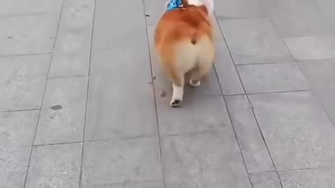 who let the dogs out...!?!