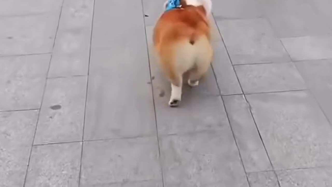 who let the dogs out...!?!