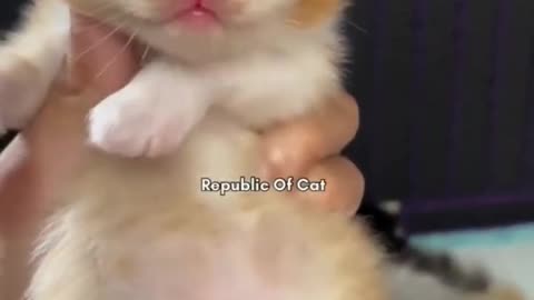 Funny Animal Videos 13