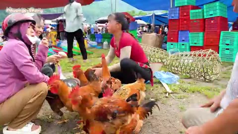 REWIND TIMELAPSE --180 Day Raise Ducks, Chicken & Harvest Ducks Eggs, Chicken Eggs/ Phương's Story