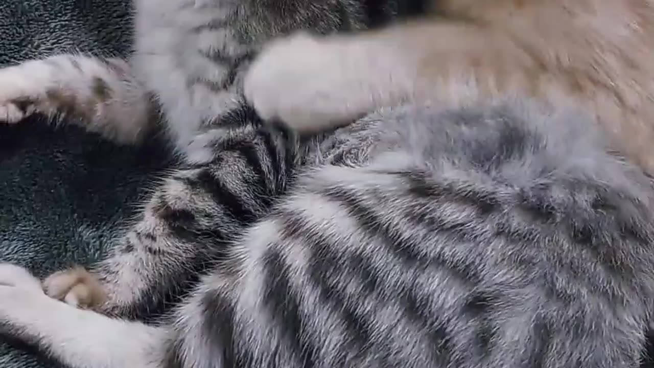 Cat 🐈😺