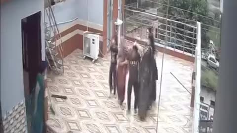 Monkey Accident While Escaping | Live Electric Shock