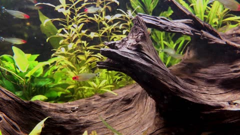FISH 4