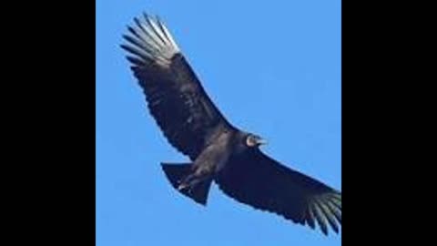 Episode 29 - The Buzzards are circling America with host Zane Lawhorn