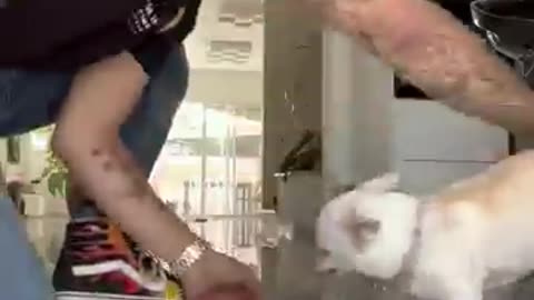 Trending: Dog funny #funny #dogs #dog #dogapparel #cute #fouryou #fyp