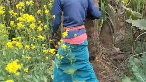 village farming life