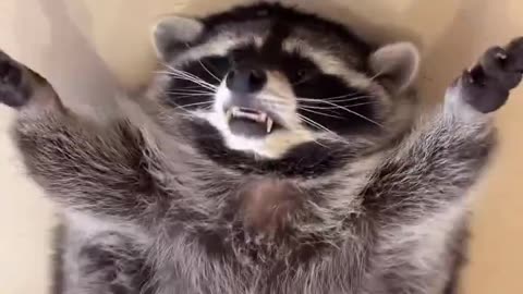 Fat Raccoon Core