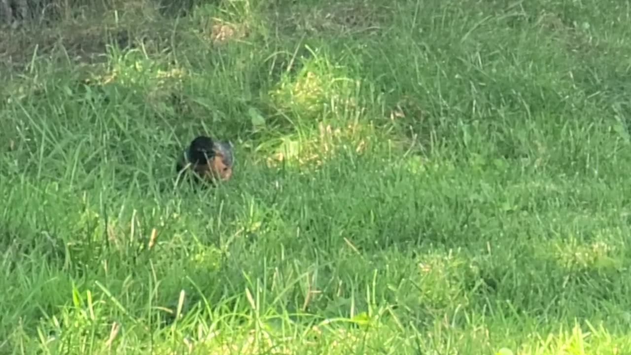 Robin searching