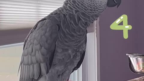 parrot counting numbers laugh till you cry! 🤣