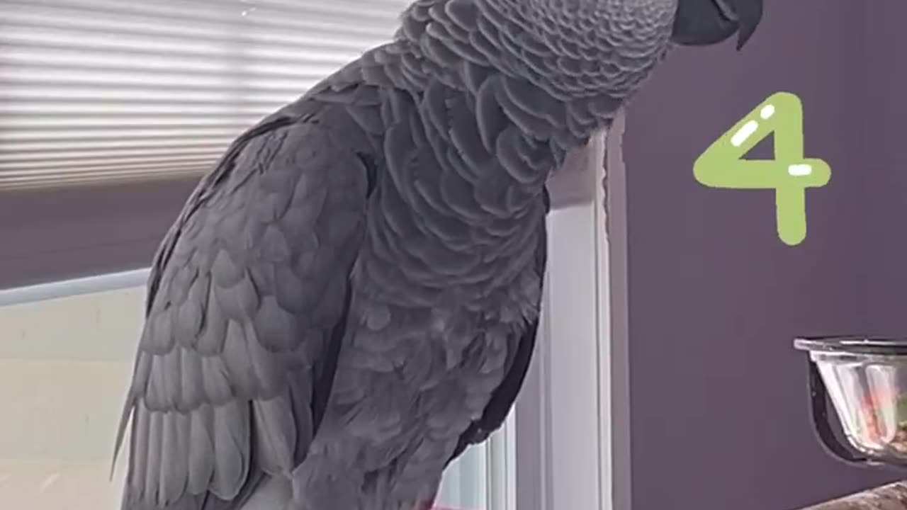 parrot counting numbers laugh till you cry! 🤣