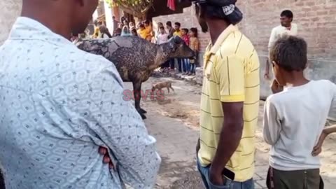 आग से जल गई 150 परिवार का घर।