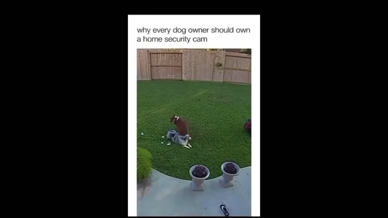 Try Not to Laugh challenge Funny Animals Compilation