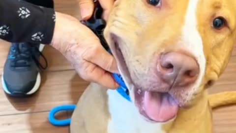 Adopting a Dog