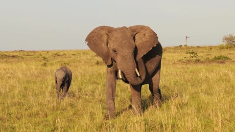 Amazing Scene of Elephant Animals In 4K - Elephant Relaxation Film