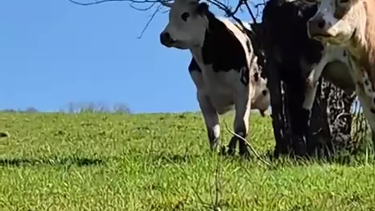 Try to be happy always