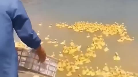 cute baby duck first swim🐣