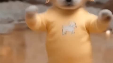 Funny Dog Dance