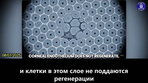 【RU】Вакцина Пфайзер против КОВИД-19 на основе мРНК уничтожает 8,4% невосстанавливающихся...
