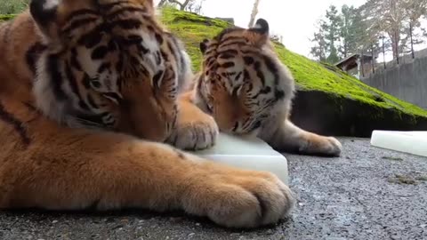 Brain freeze incoming 🤣
