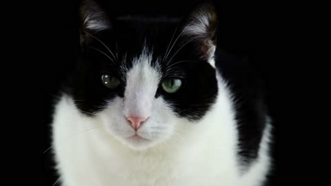 Stunning Black & White Cat Close-Up