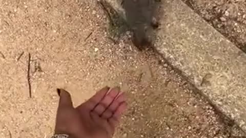 Squirrel