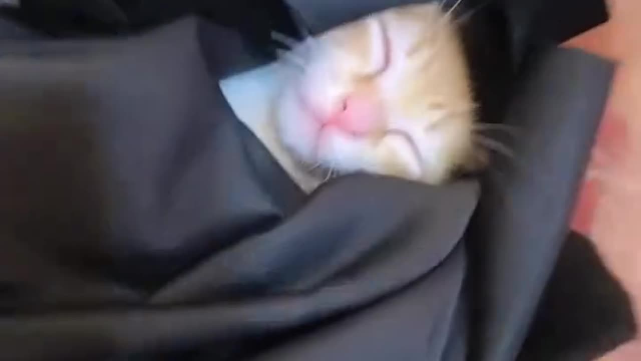 cats funny
