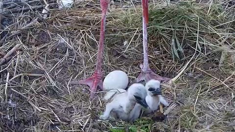 Little gluttons are feasting on a meal brought by their parents 😋🐤🐤🦎🐛🐛😍