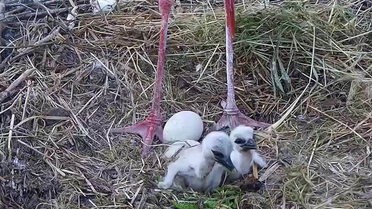 Little gluttons are feasting on a meal brought by their parents 😋🐤🐤🦎🐛🐛😍