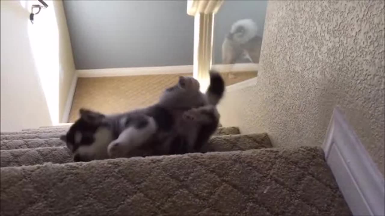 It’s a lot easier training a puppy if there’s an older dog in the house.