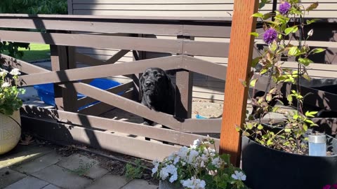 😂🐶 My Neighbor's Dog Screaming for Attention! | FunFM