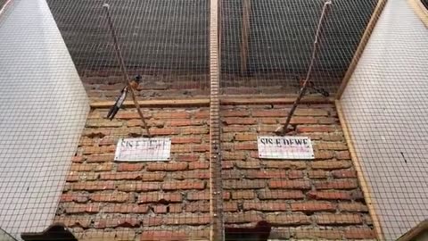 Problems with breeding magpie robins that occur in my cage
