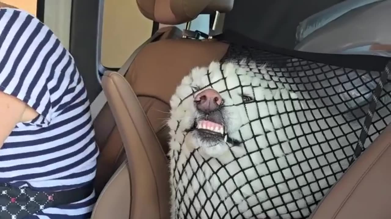 😂🐠 Heading to the beach with grandma! Unfortunately, I fell into a poacher's net! | FunFM