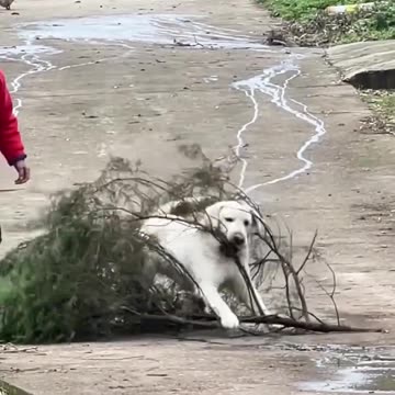 Dogs are more loyal than humans