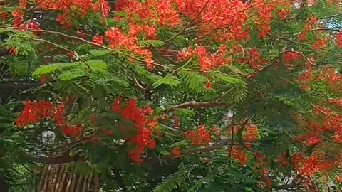 Delonix Regia Flower