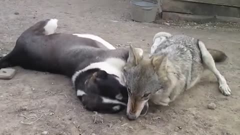 Village Dogs
