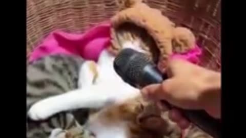 cat and dog funny video