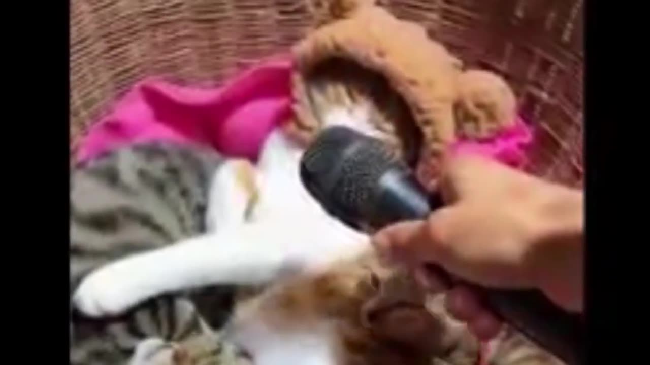 cat and dog funny video
