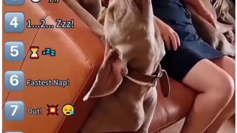 😴💤 They Were Just Very Tired! | FunFM