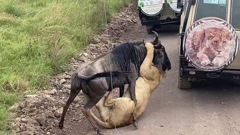 Unbelievable Lion Attack -what Happens next will shock you