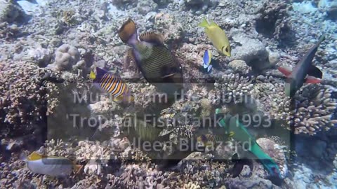 Cocogiri Island Resort Maldives