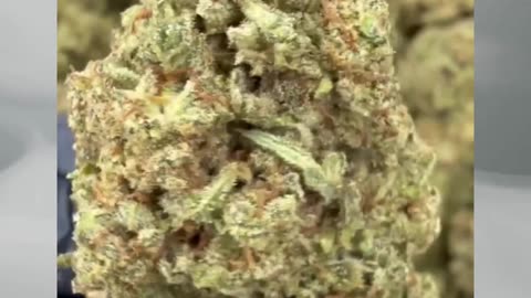 Sour Pez | 27% THCa Classic Reserve | Euphoric Hybrid | Diesel Berry Candy Vibes #thcahemp #thca