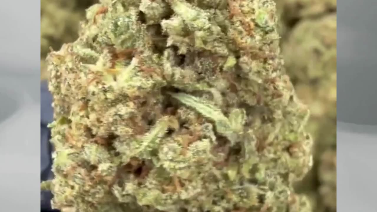 Sour Pez | 27% THCa Classic Reserve | Euphoric Hybrid | Diesel Berry Candy Vibes #thcahemp #thca