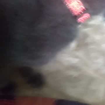 New collar for windigo