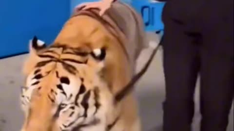 The beauty is taking her pet for a walk, and her pet is a big tiger