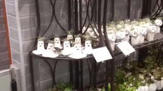 Day 1, Part 7. Plants.