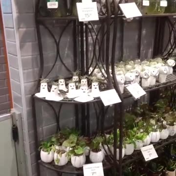 Day 1, Part 7. Plants.