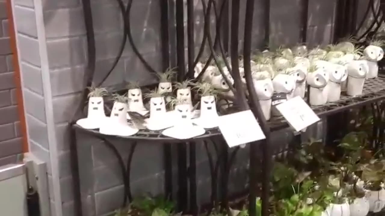 Day 1, Part 7. Plants.