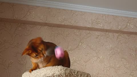 Kitten playing with ball